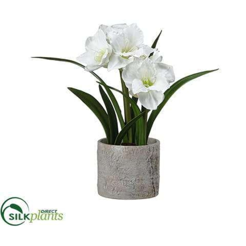 Amarillis – White – Pack of 4