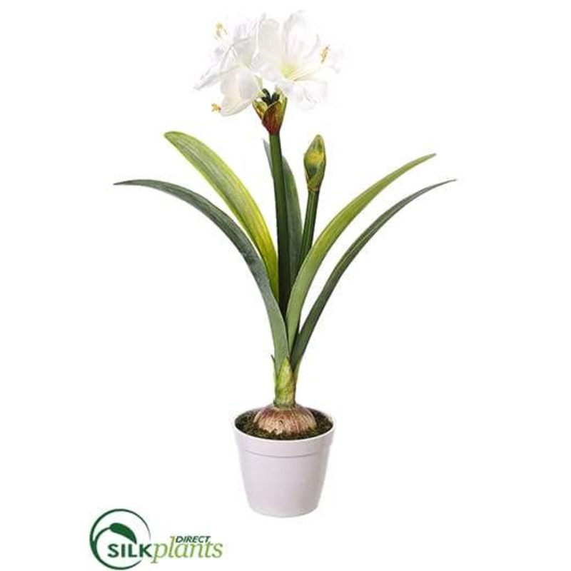 Amaryllis Plant – White – Pack of 1