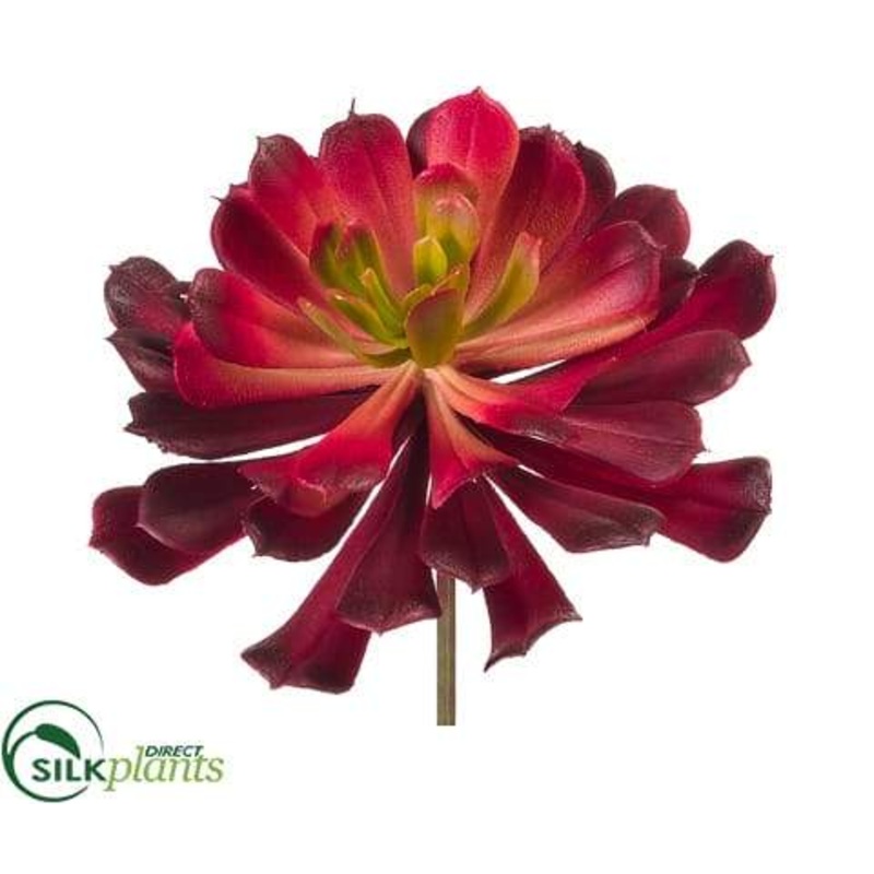 Aeonium Pick – Red Burgundy – Pack of 6