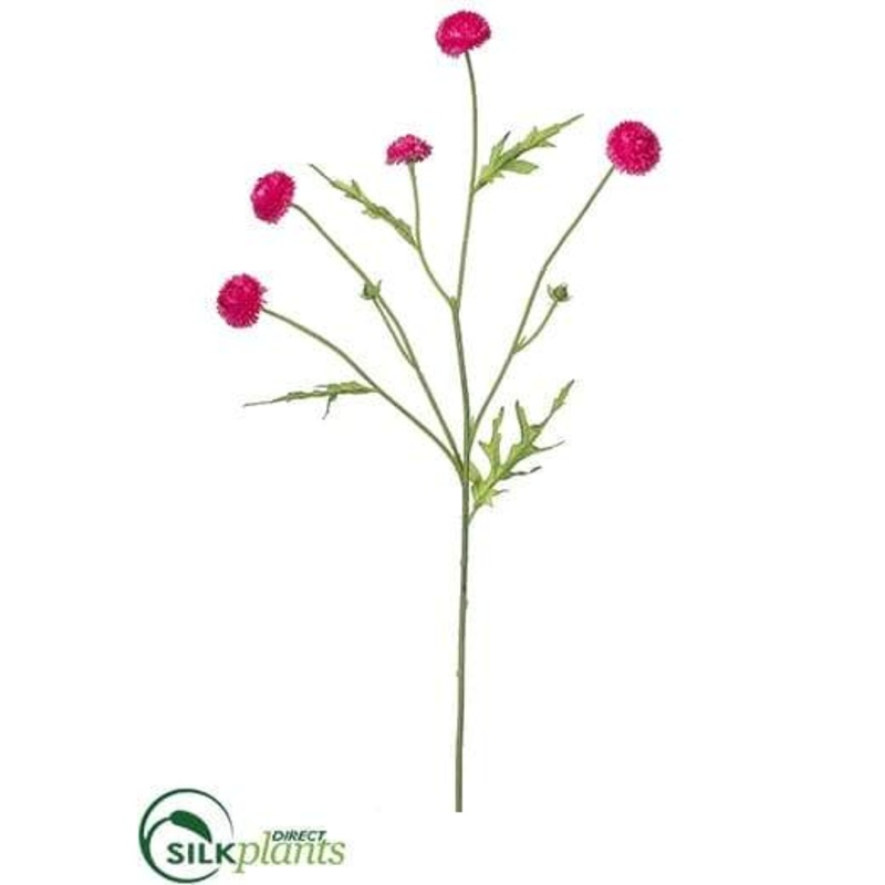 Wild Pompom Spray – Beauty – Pack of 24