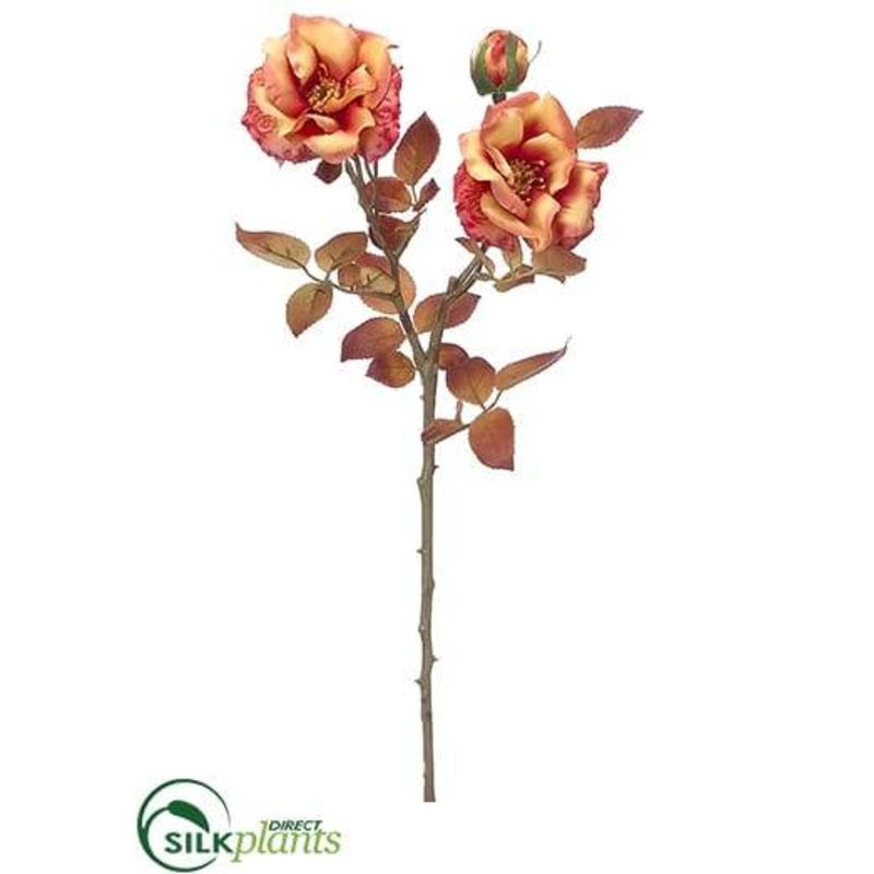 Wild Rose Spray – Talisman – Pack of 12