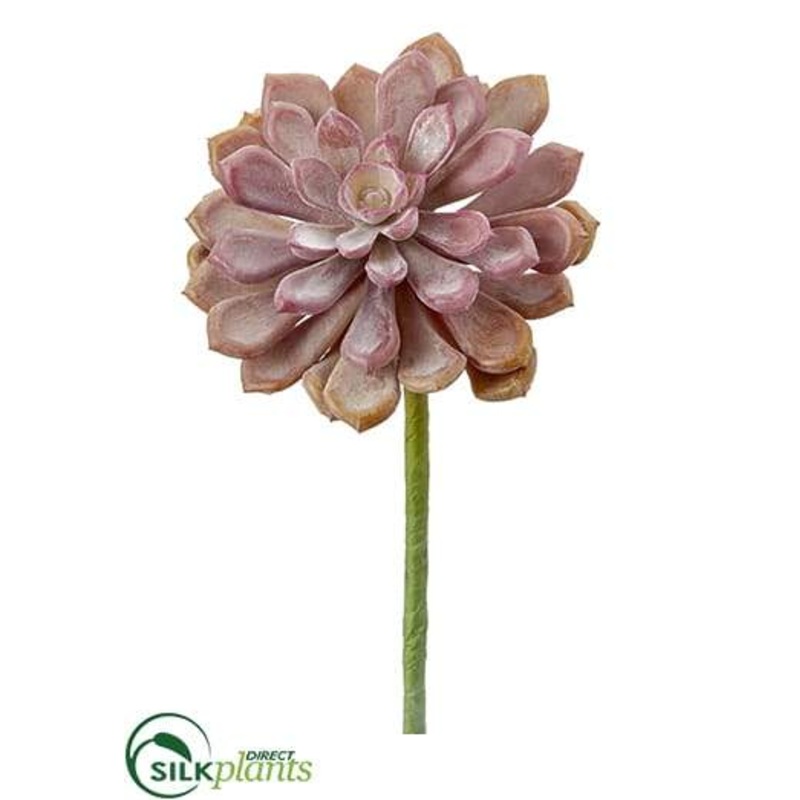Aeonium Pick – Coral Two Tone – Pack of 12