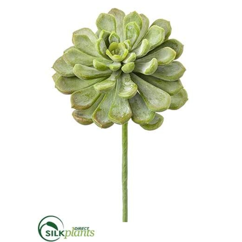 Aeonium Pick – Green Frosted – Pack of 12