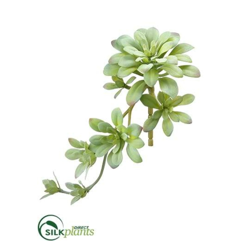 Aeonium Pick – Green Gray – Pack of 24
