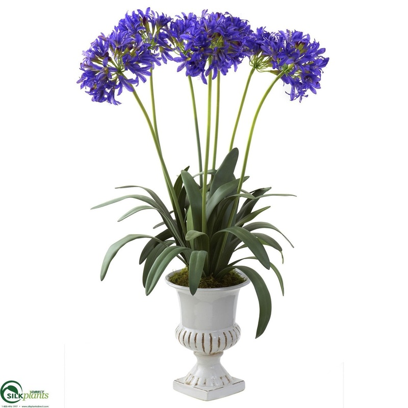 African Lily – Purple – Pack of 1