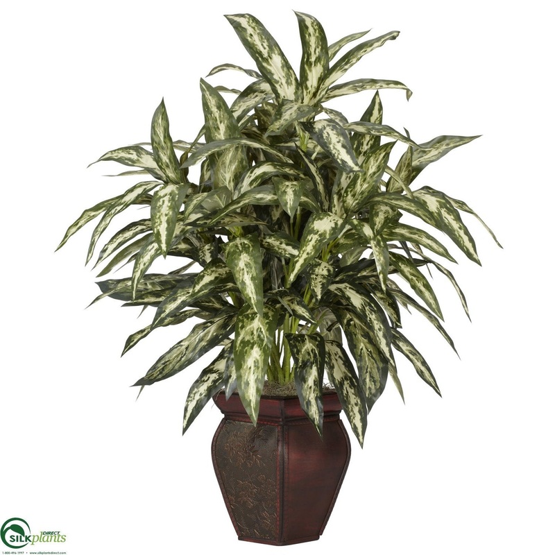 Aglonema – Green – Pack of 1