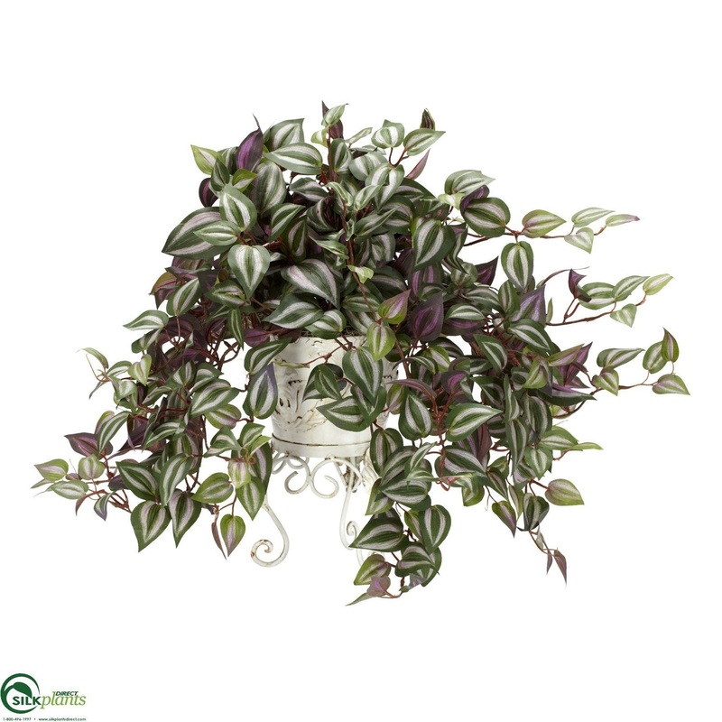 Wandering Jew – Green – Pack of 1