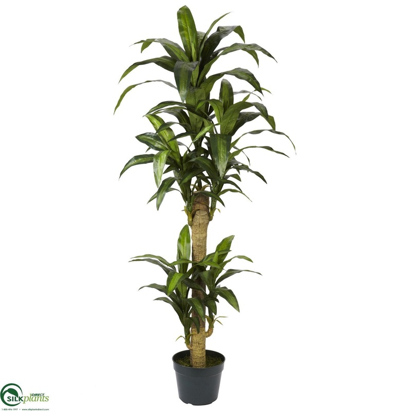 Yucca – Green – Pack of 1