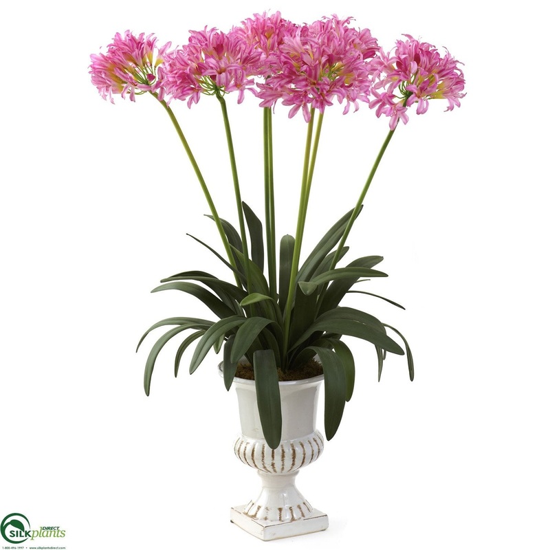 African Lily – Pink – Pack of 1