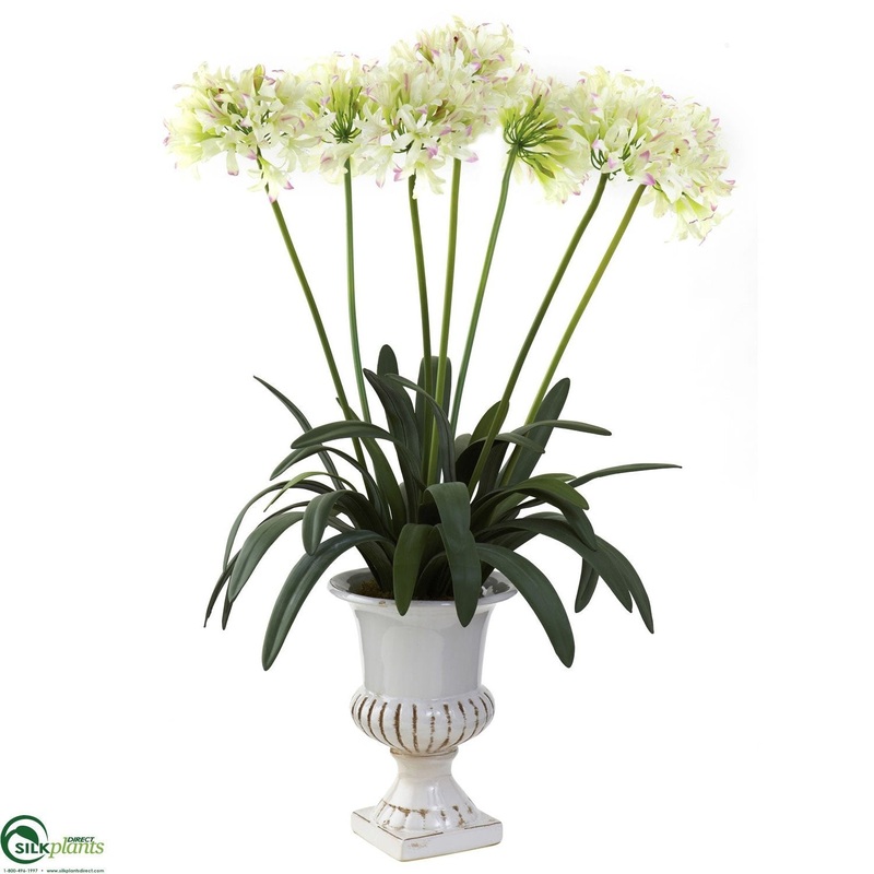 African Lily – White – Pack of 1