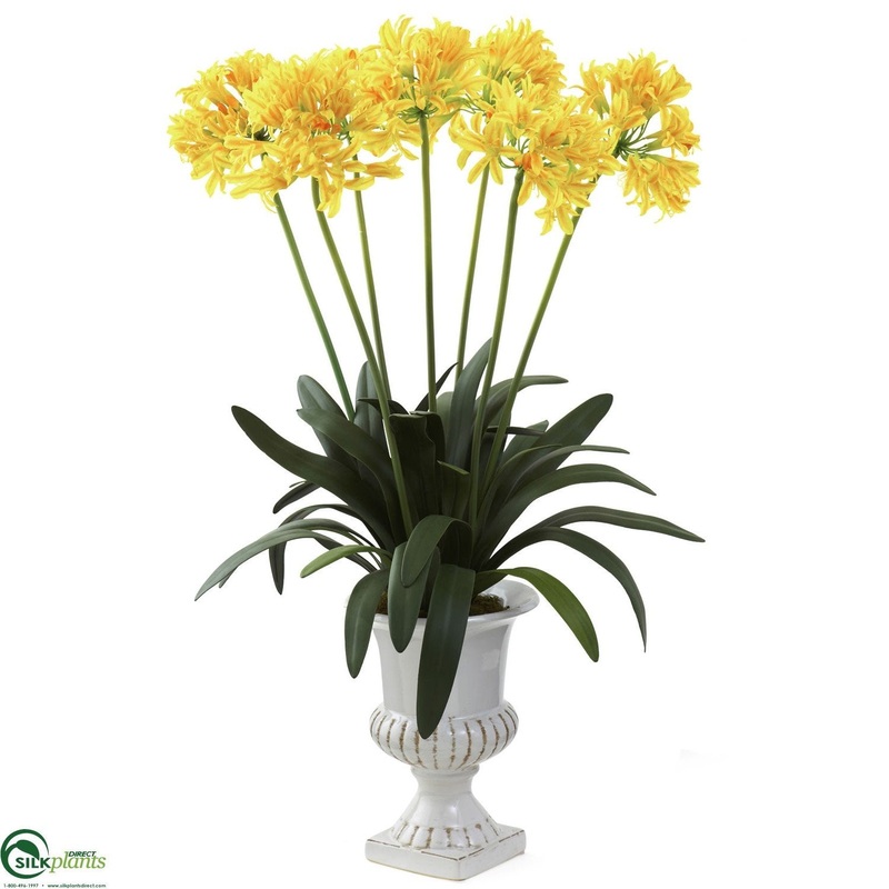 African Lily – Yellow – Pack of 1