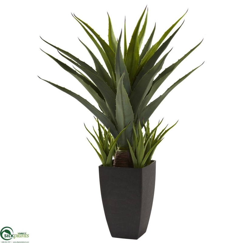 Agave – Pack of 1