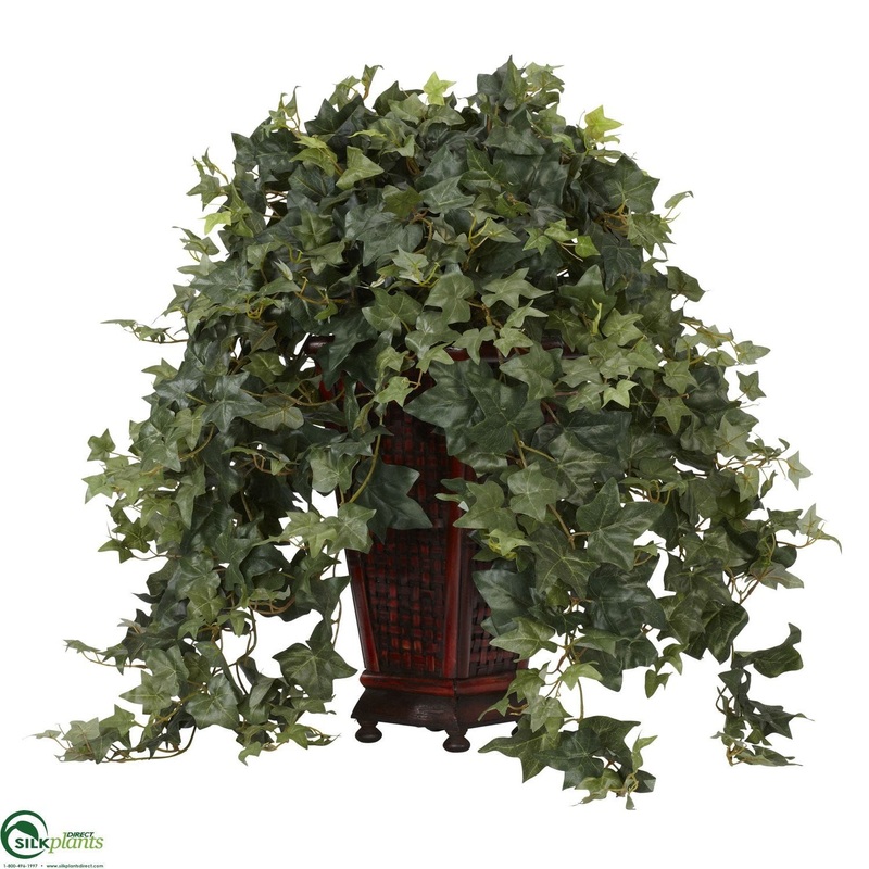Vining Puff Ivy – Green – Pack of 1