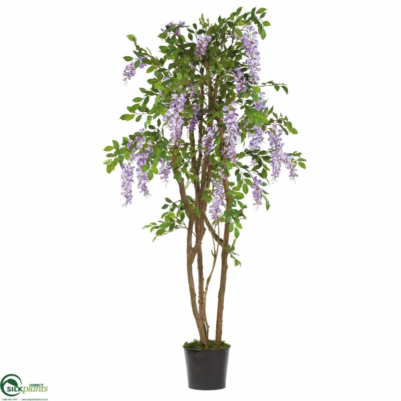 Wisteria – Purple – Pack of 1