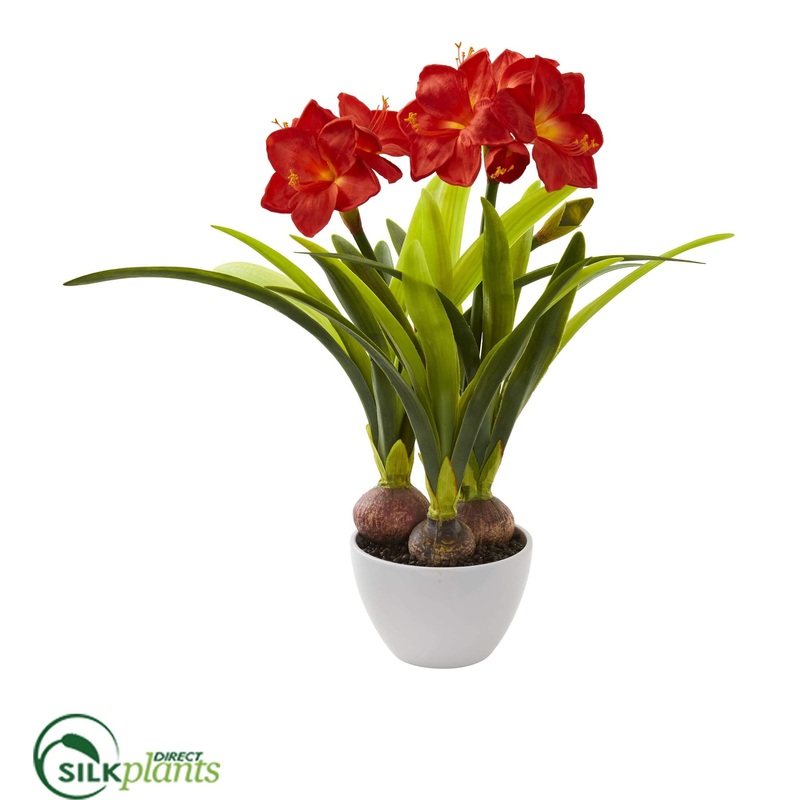 Amaryllis – Pack of 1