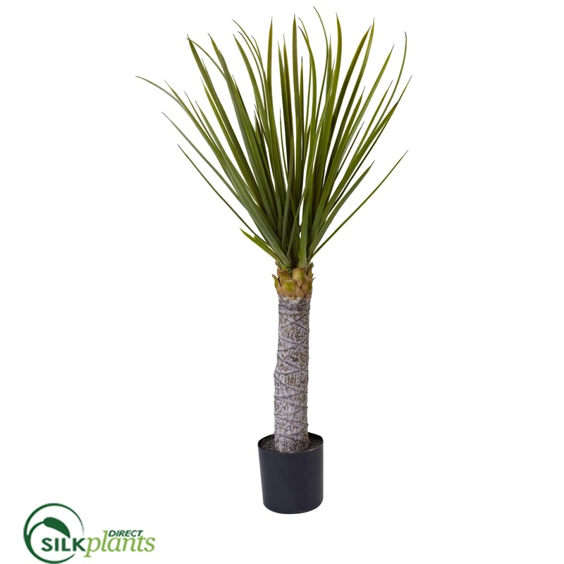 Yucca Tree – Pack of 1