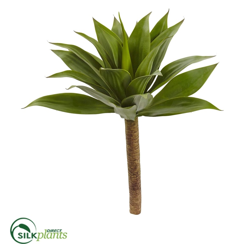 Agave Plant – Pack of 1