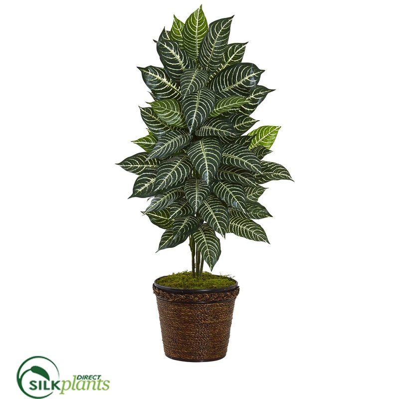Zebra Plant – Pack of 1