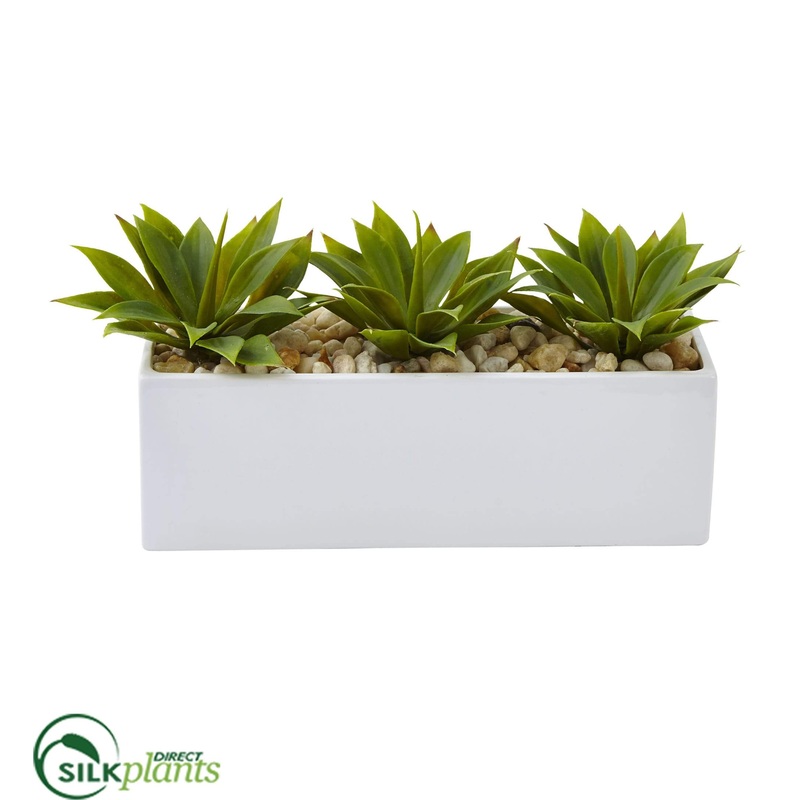 Agave Succulent – Pack of 1