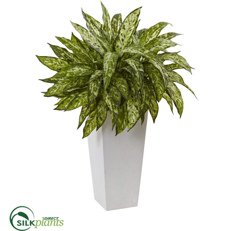 Aglaonema – Pack of 1