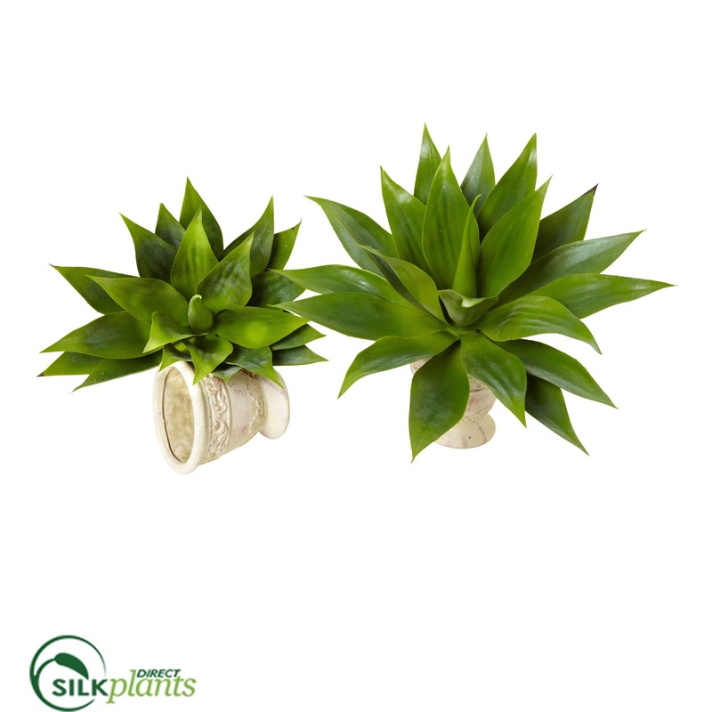 Agave Succulent Plant – Pack of 1