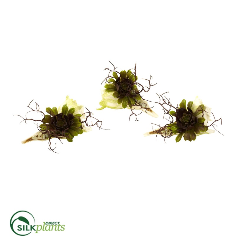 Wispy Succulent – Pack of 1