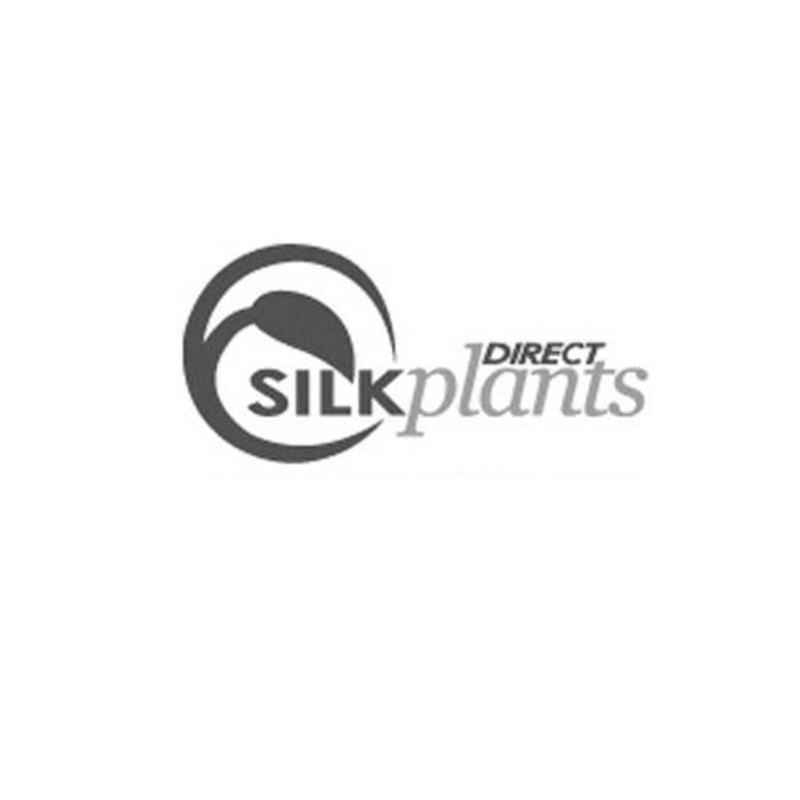 Aeonium Pick – Green Burgundy – Pack of 12