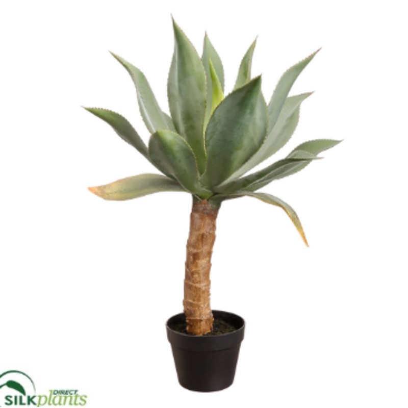 Agave – Green – Pack of 2