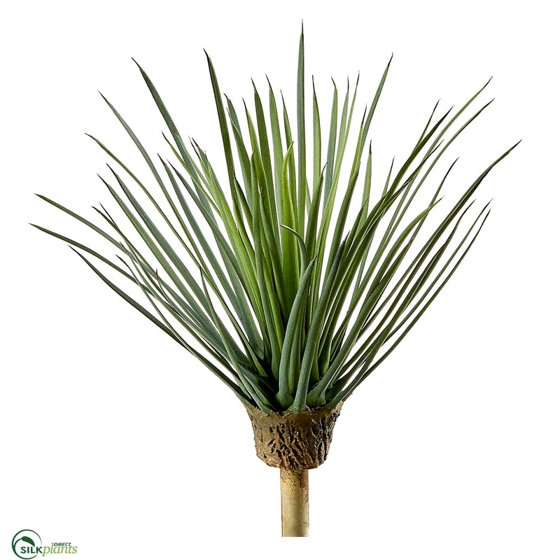 Whipple Yucca Plant – Green Gray – Pack of 6