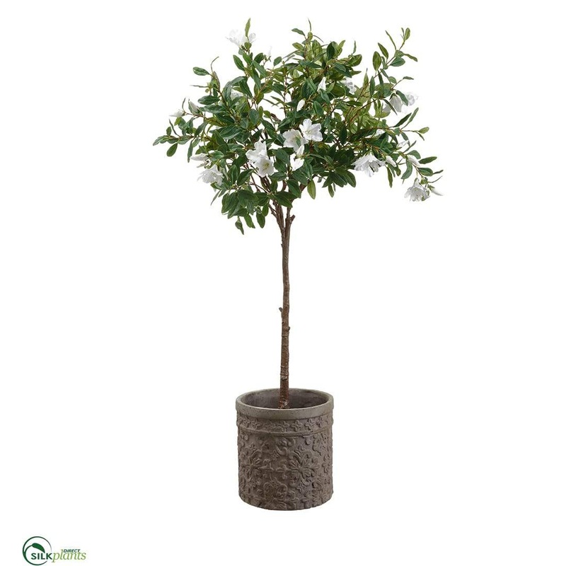 Azalea Plant white – Green White – Pack of 1