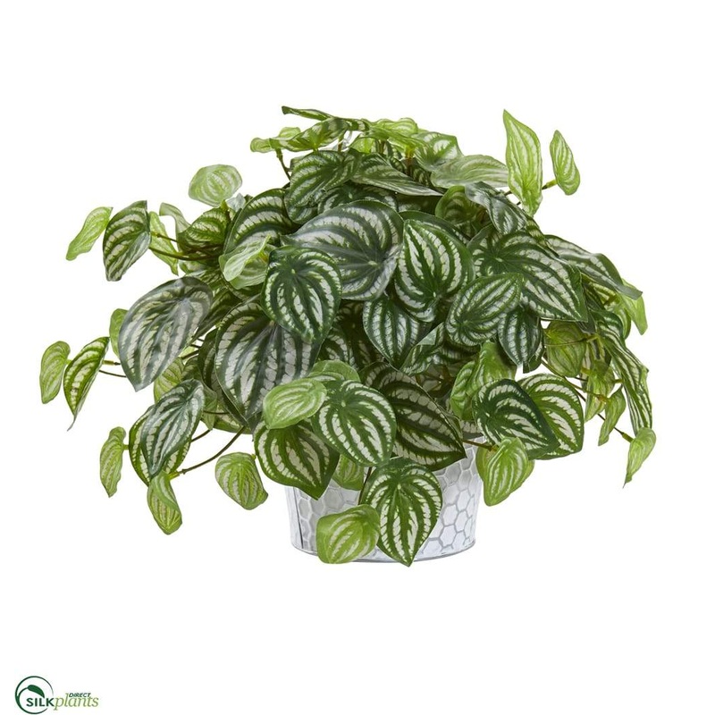 Watermelon Peperomia Artificial Plant in Embossed White Planter – Pack of 1