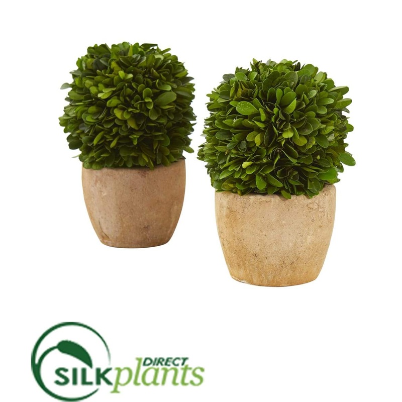 Boxwood Ball Preserved Plant in Decorative Planter – Pack of 2
