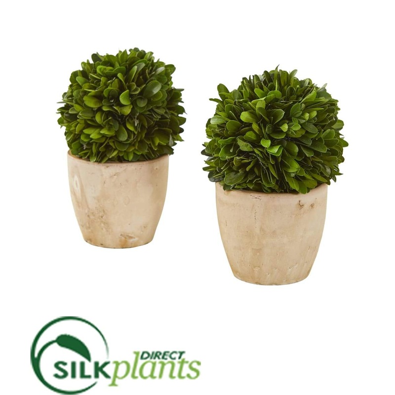 Boxwood Ball Preserved Plant in Planter – Pack of 2