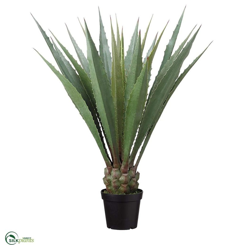Agave Americana – Green – Pack of 1