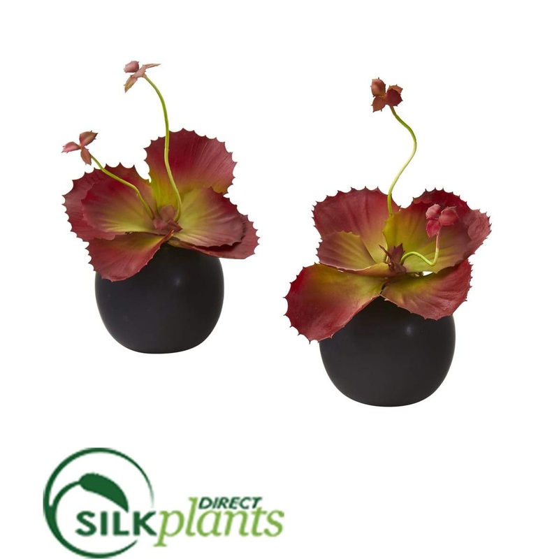 Succulent Artificial Plant in White Planter – Black – Pack of 2