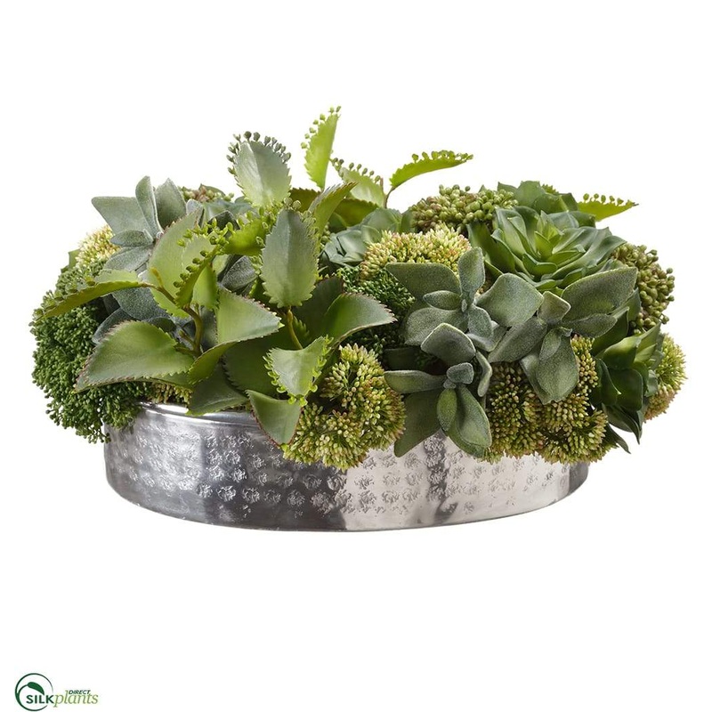 Succulent Kalanchoe – Green – Pack of 1