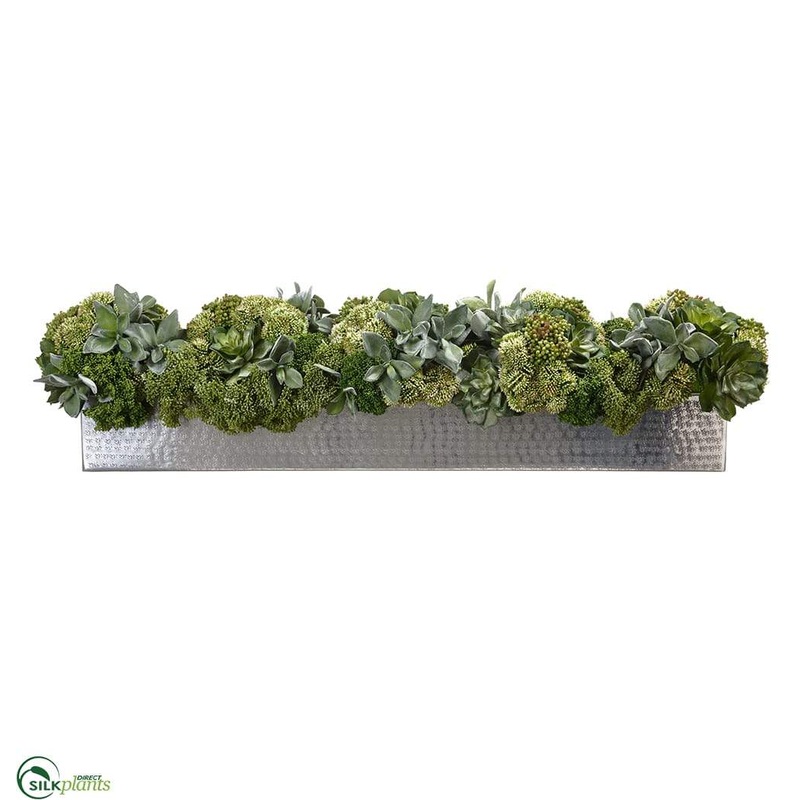 Succulent Sedum – Green – Pack of 1