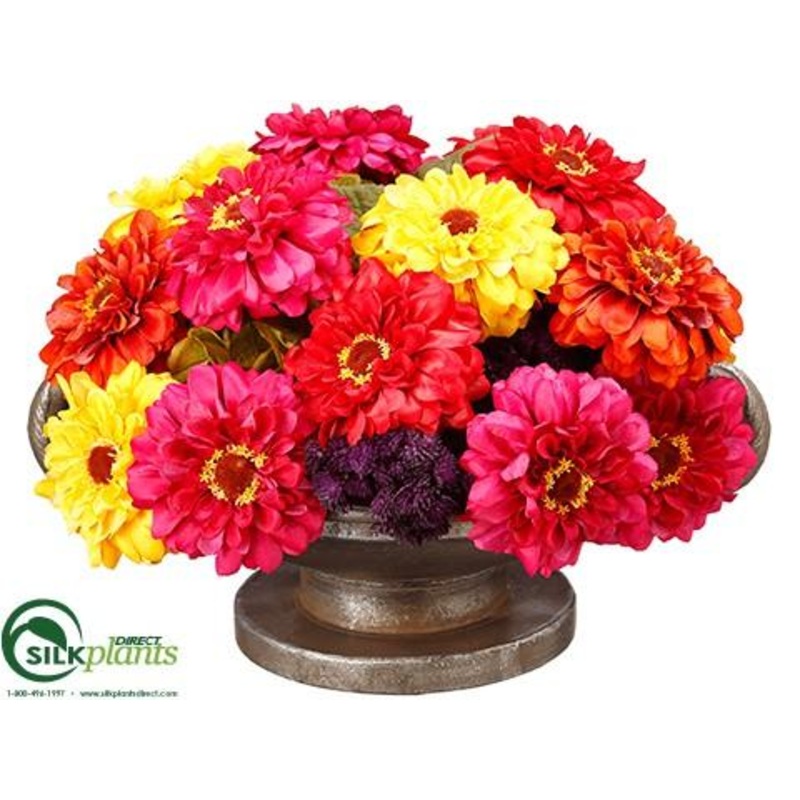 Zinnia – Fuchsia Yellow – Pack of 1