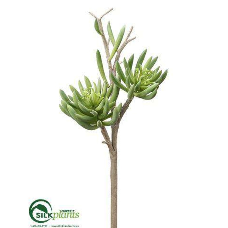 Aeonium Spray – Green – Pack of 6