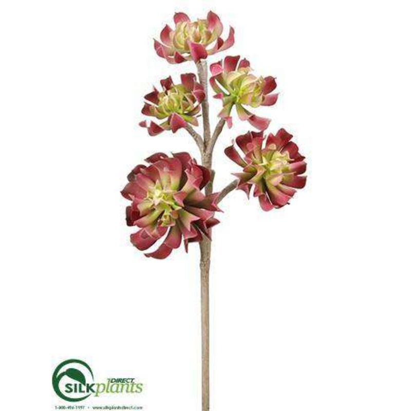 Aeonium Stem – Beauty Green – Pack of 6