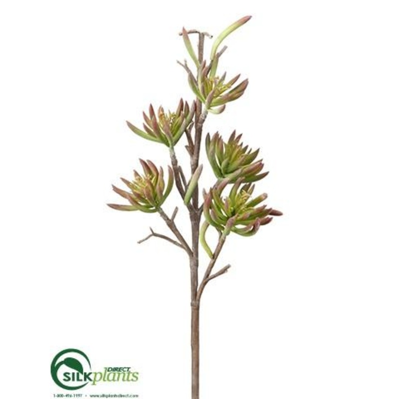 Aeonium Stem – Green Burgundy – Pack of 6