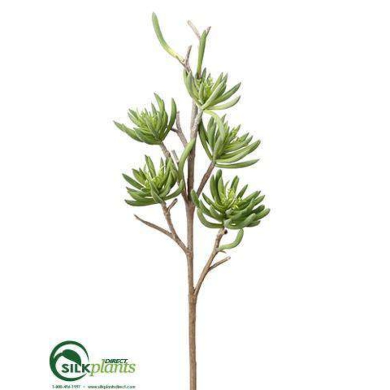 Aeonium Stem – Green – Pack of 6