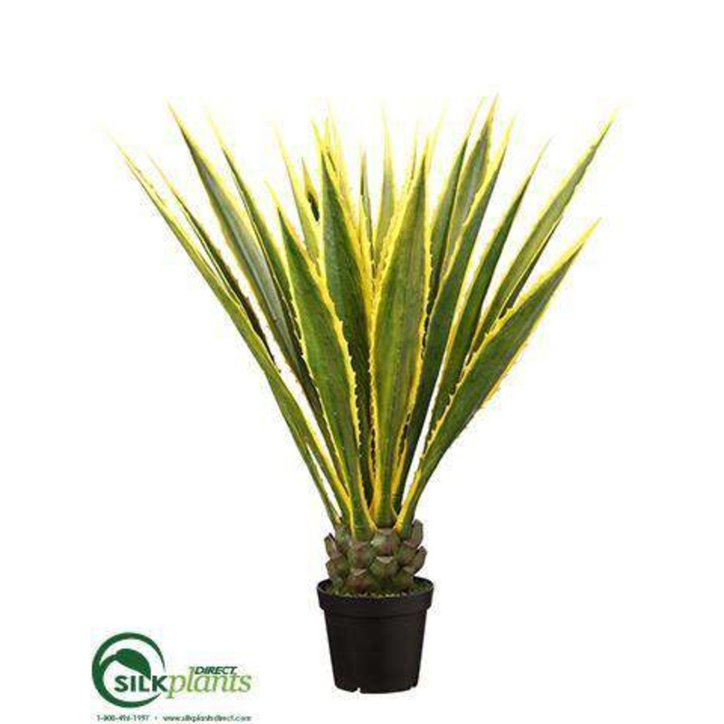 Agave Plant – Variegated – Pack of 2