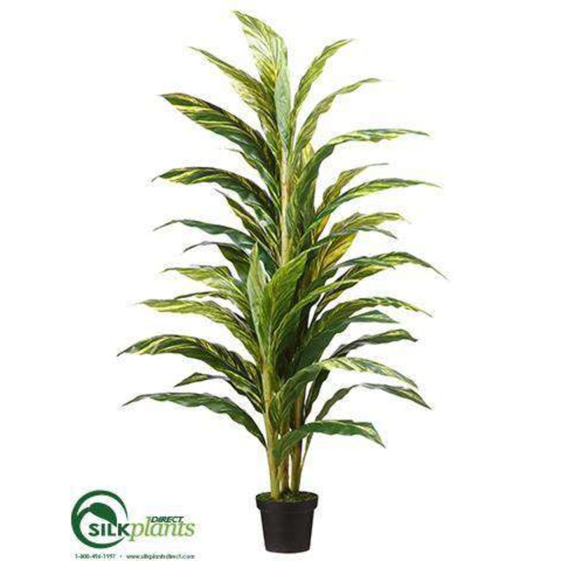 Alpinia Plant – Variegated – Pack of 2