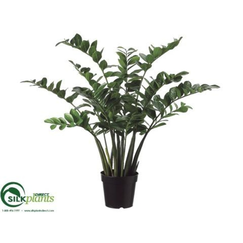 ZZ Plant – Green Two Tone – Pack of 1