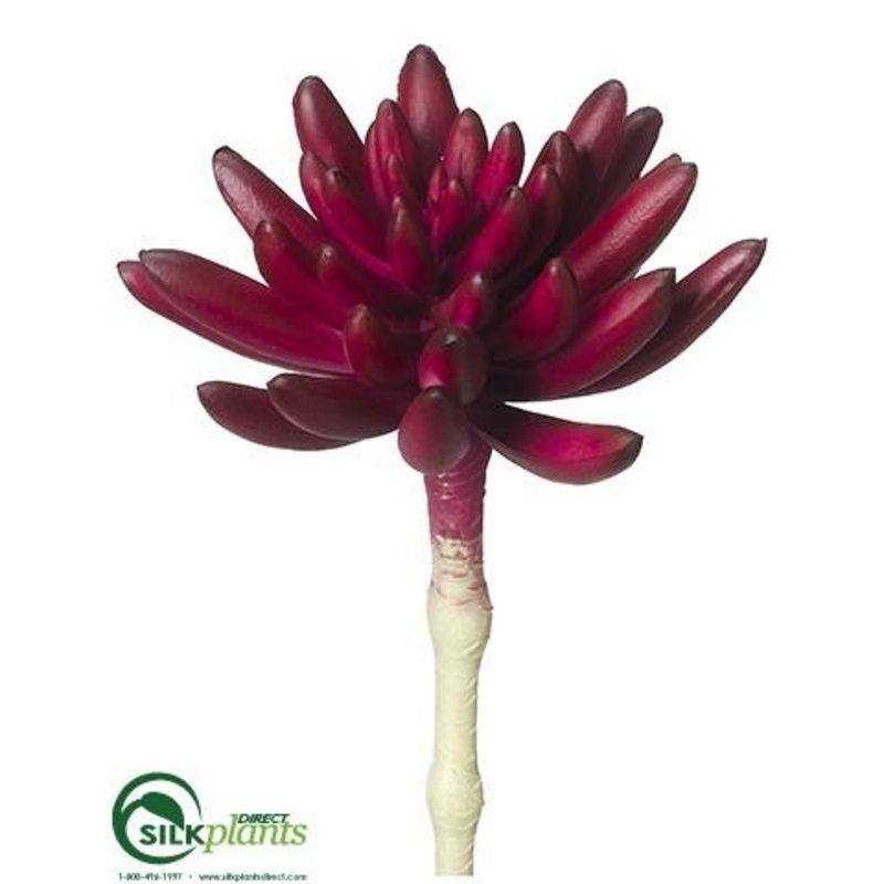 Aeonium Pick – Burgundy – Pack of 24