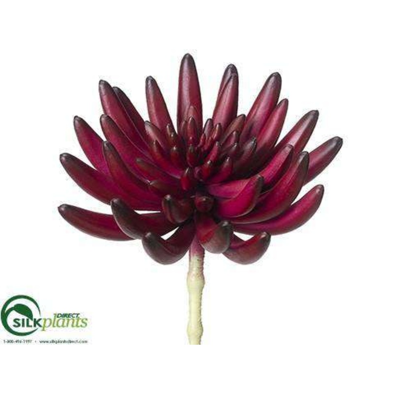 Aeonium Pick – Burgundy – Pack of 6