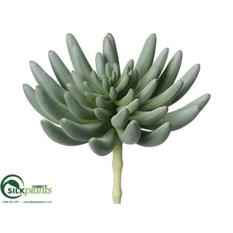 Aeonium Pick – Green Gray – Pack of 6