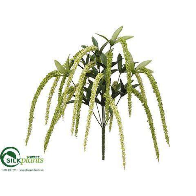 Amaranthus Bush – Green Two Tone – Pack of 12