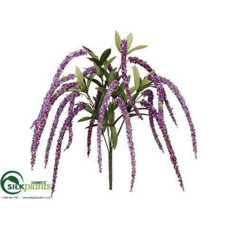 Amaranthus Bush – Purple Two Tone – Pack of 12